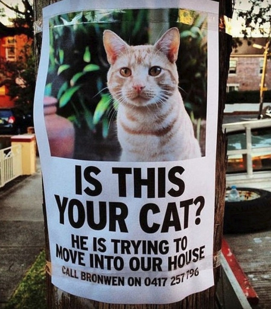 cat moving in poster says cat is trying to move into a stranger's home