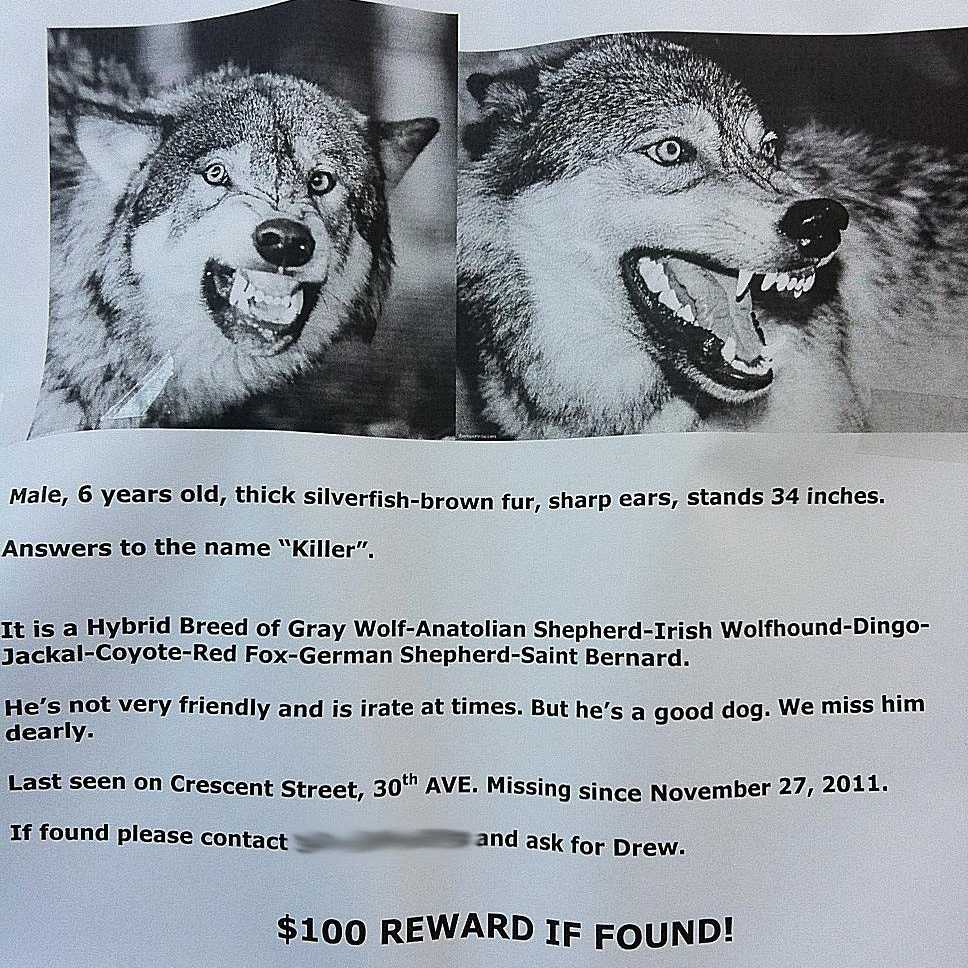 lost wolf flyer Killer the wolf is missing