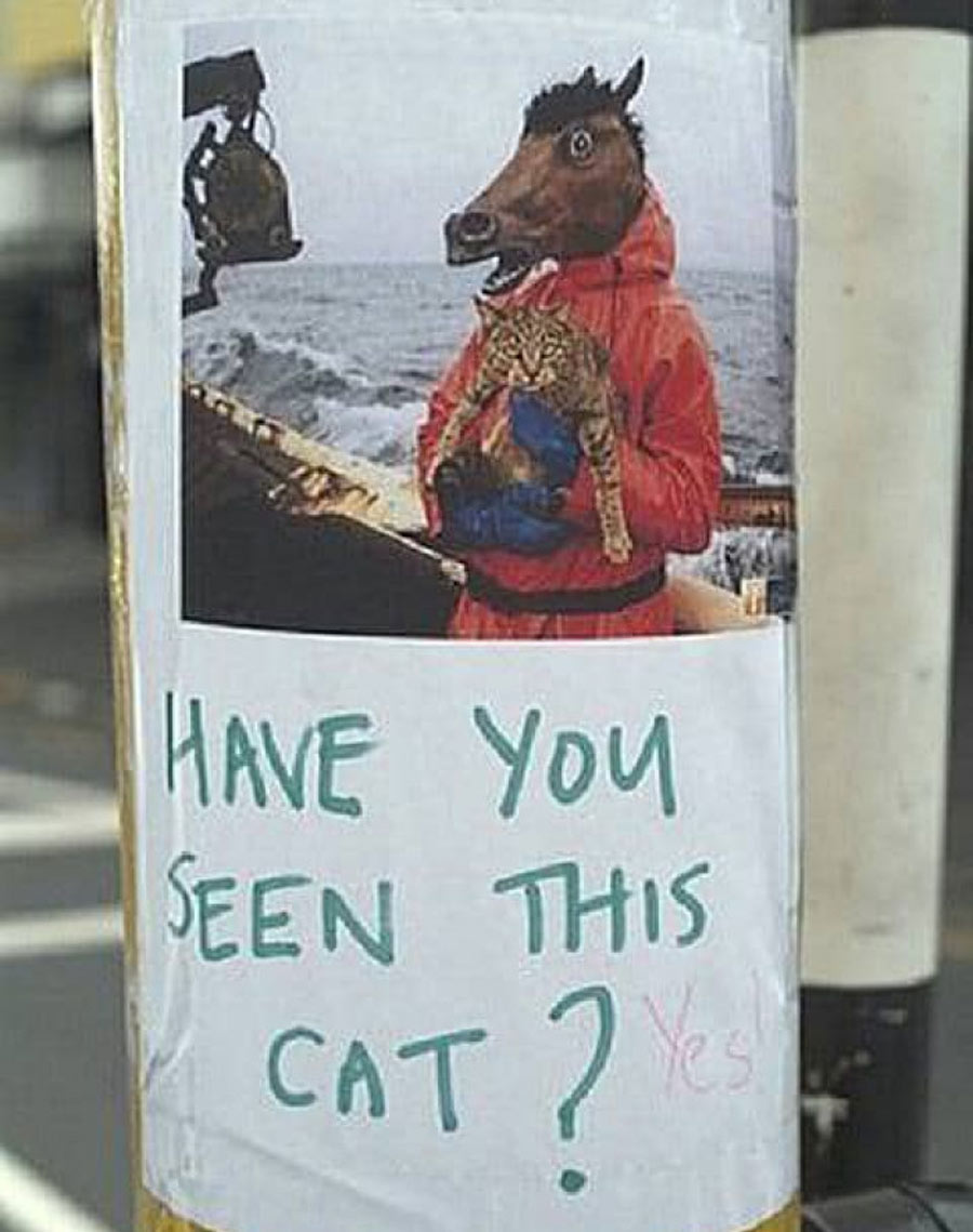 missing cat poster with horse horse holding a cat on a ship
