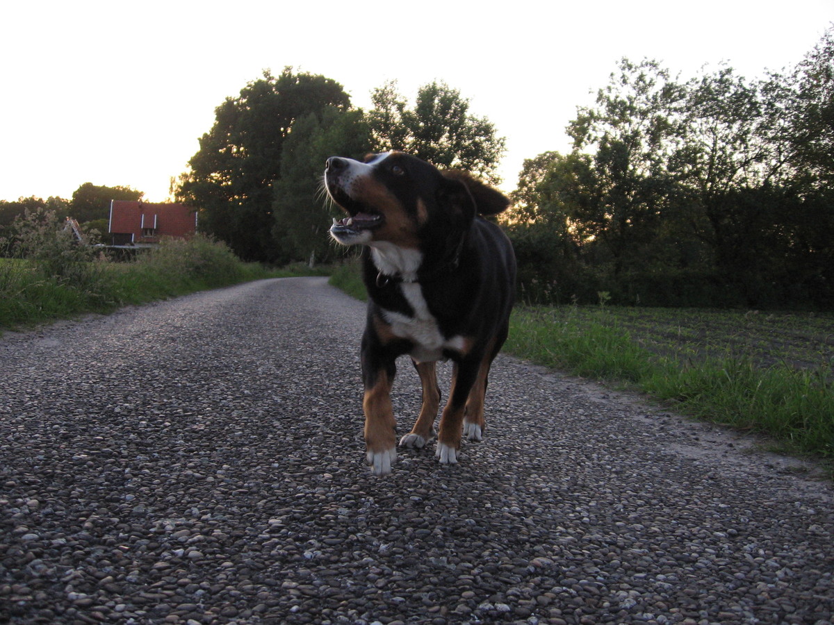 an appenzeller sennenhund dog