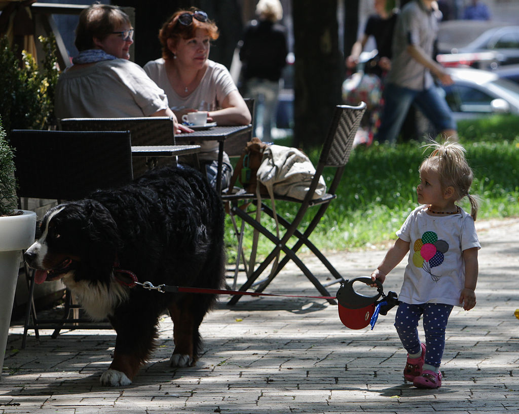 A little girl walks her Bernese Mountain Dog on a leash 