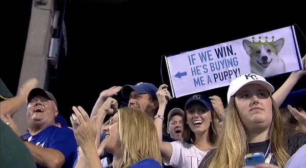 a puppy on the line for kansas city royals fan
