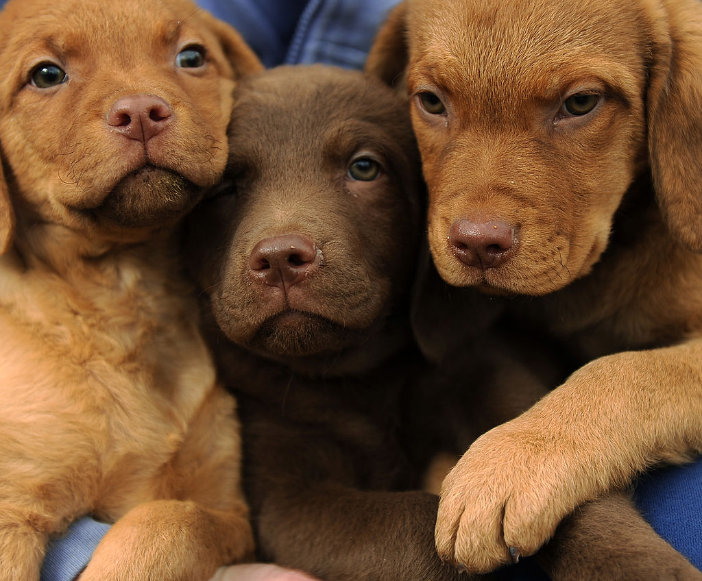three nine week old female pups 