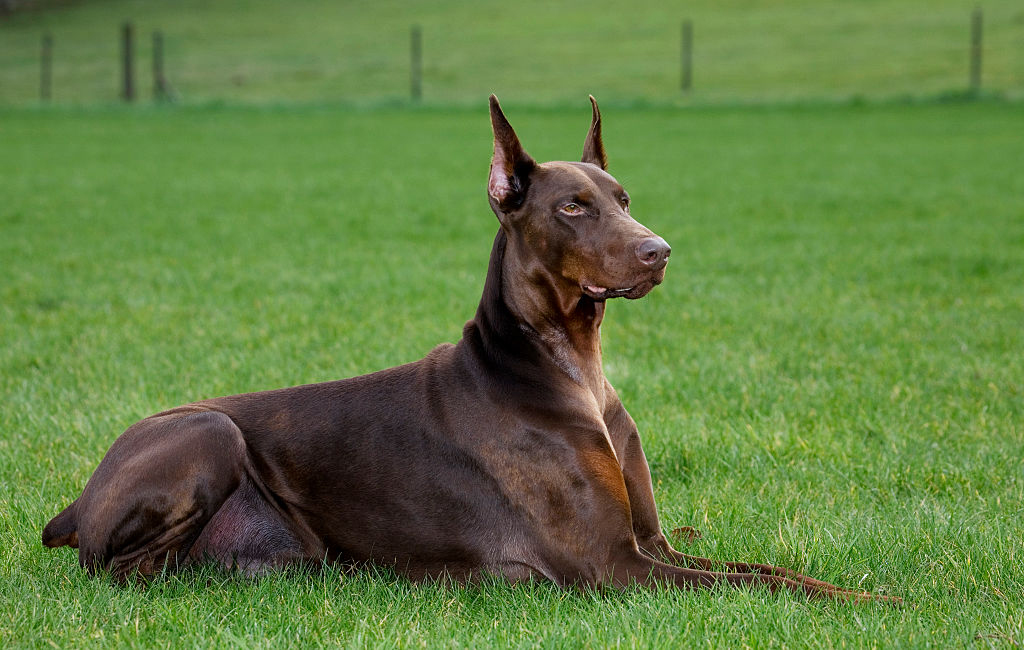 Doberman Pinschers-539276674