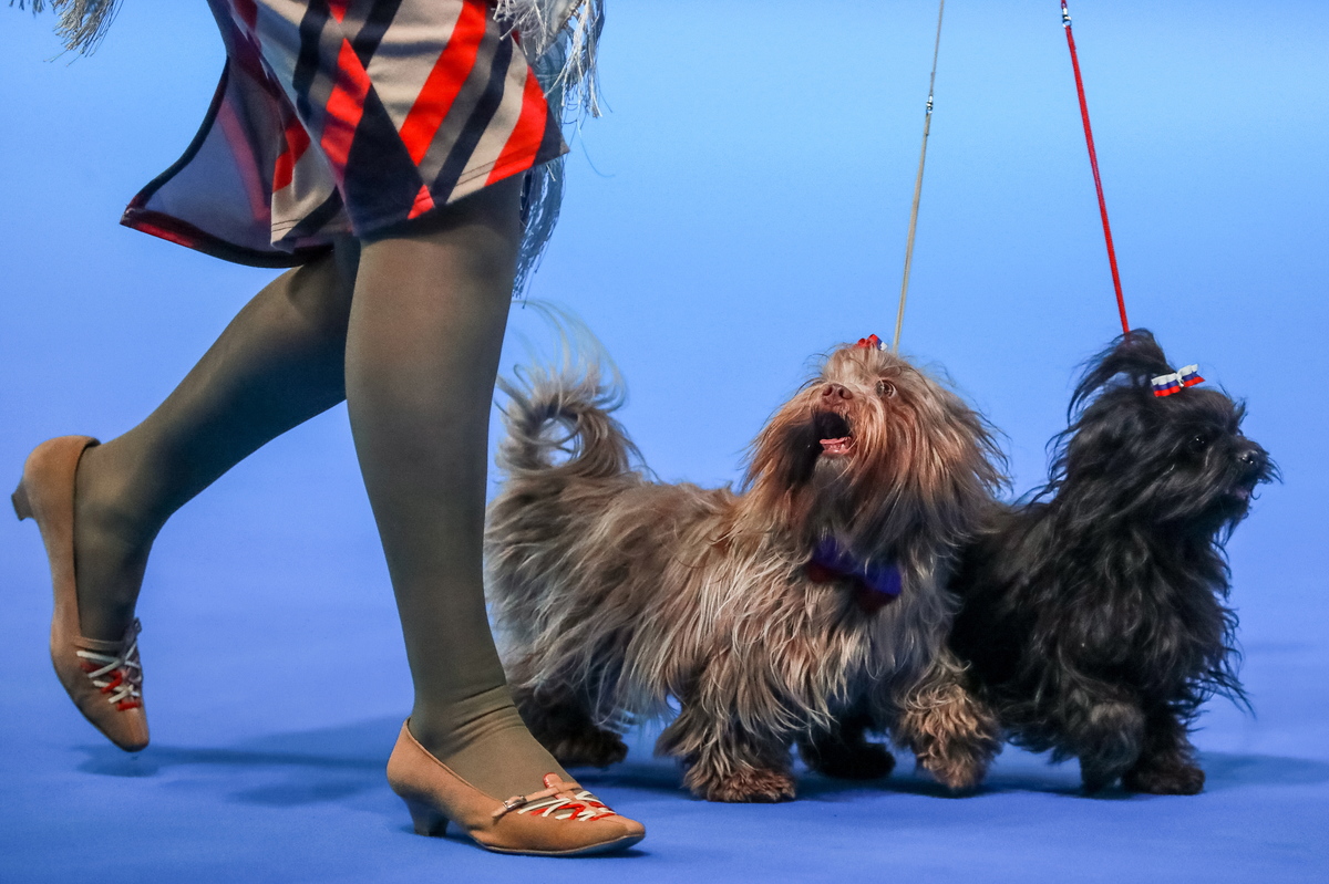 Russian Tsvetnaya Bolonkas at the Russia 2018 International Dog Show (CACIB), at the Crocus Expo exhibition centre in Krasnogorsk, Moscow Region; the dog show was organised by the Russian Canine Federation (RKF).