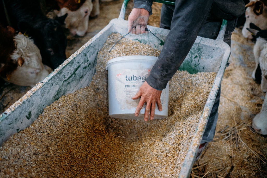 A farmer scoops up oats into a bucket to feed to his cows.