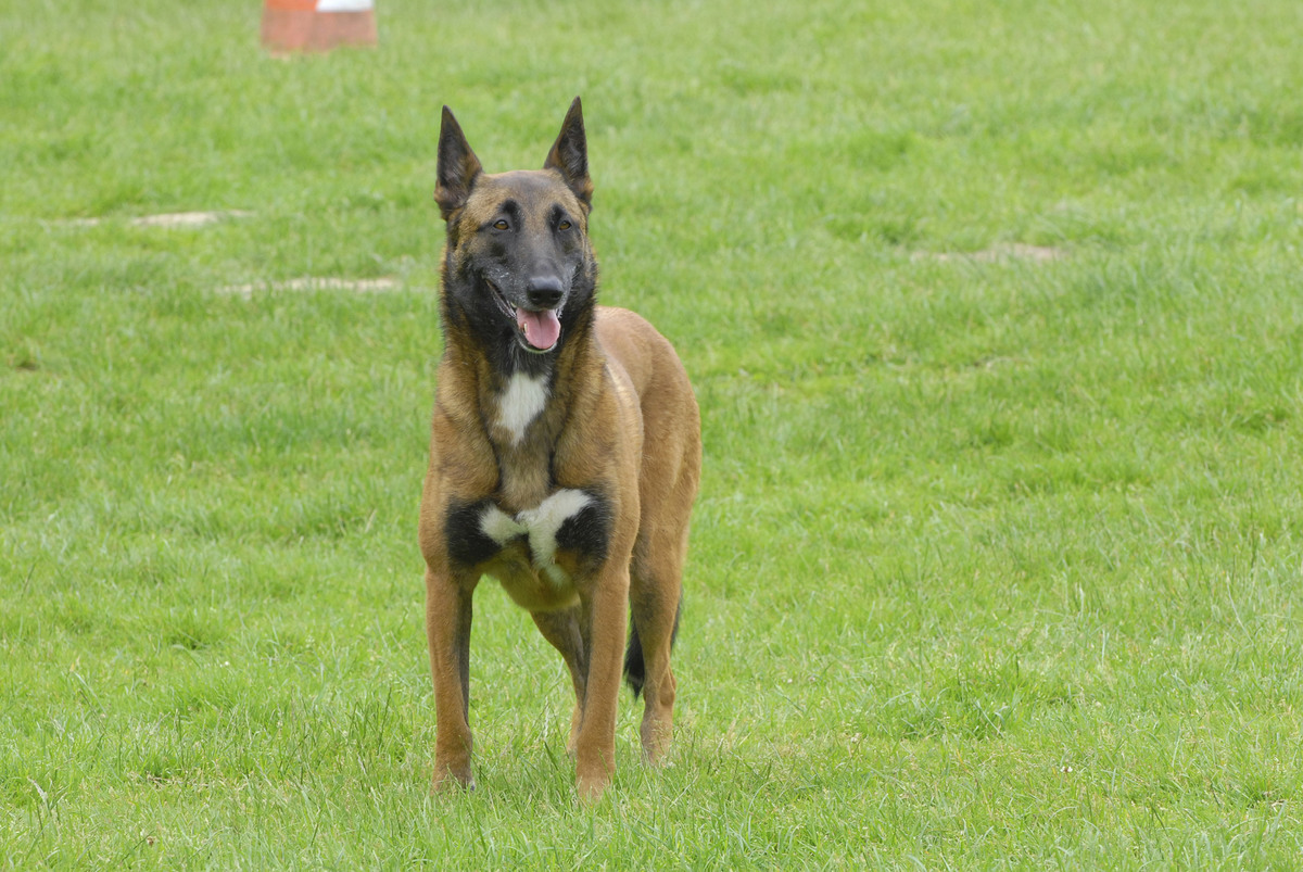 Dog, Belgian Malinois Adult Female Belgian Laekenois. Exercise Of Obediance 'Remain In Place' Belgian Laekenois Female