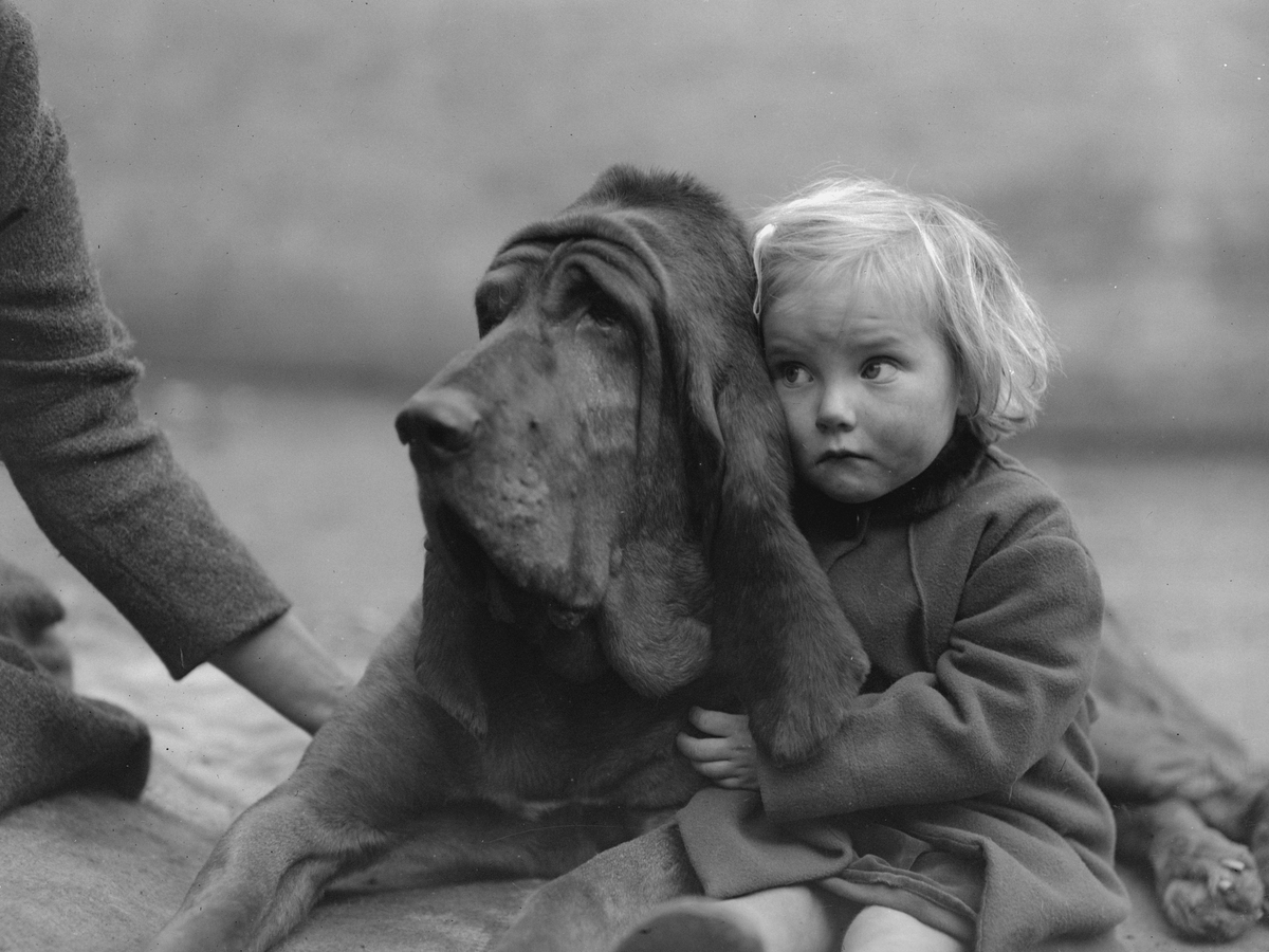 Bloodhound, Champion Leo of Reynalton, is cuddled by a rather worried-looking Dorothy Horder.