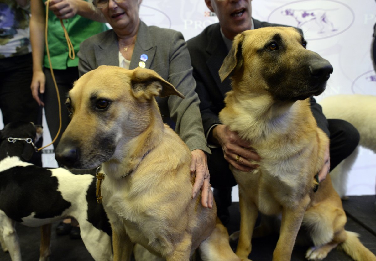 A pair of Chinook, one of three new breeds, meet the press during a press event at Madison Square Garden January 15, 2014 to promote the First-ever Masters Agility Championship at the 138th Annual Westminster Kennel Club Dog Show . 