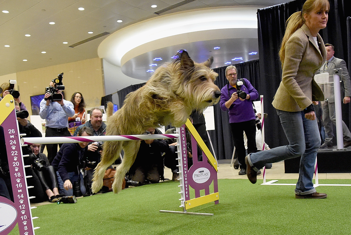 The Berger Picard breed debuts at 140th Annual Westminster Kennel Club Dog Show - Meet The New Breeds at Madison Square Garden on January 21, 2016 in New York City. 