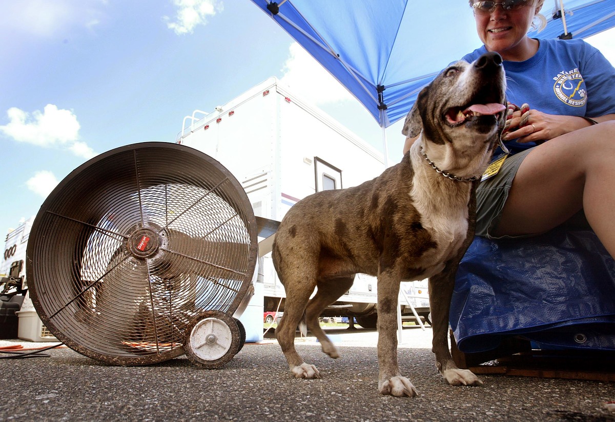 Hela, a Catahoula leopard hound, cools off by a fan at the animal rescue facilty D.A.R.T. for animals affected by Hurricane Charley August 20, 2004 in Punta Gorda, Florida.