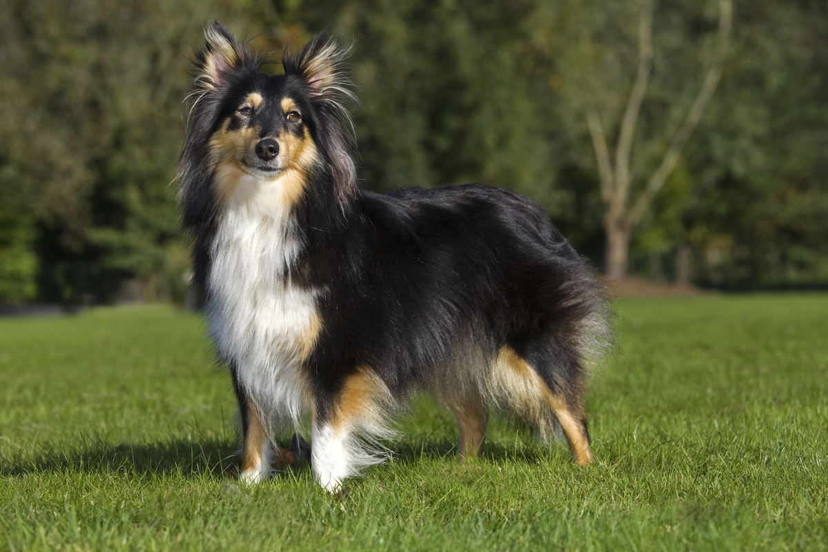Shetland Sheepdog / collie / Sheltie (Canis lupus familiaris) in garden. 