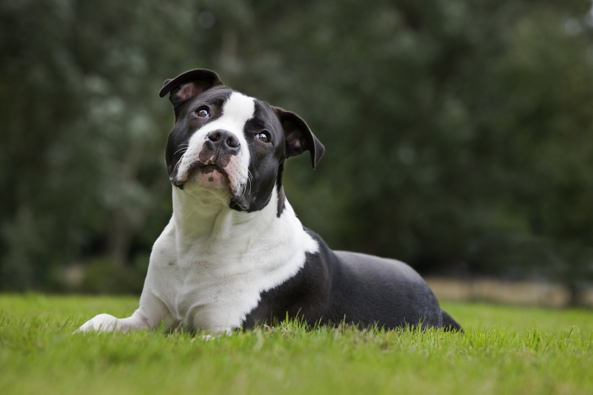 American Staffordshire terrier (Canis lupus familiaris) in garden .