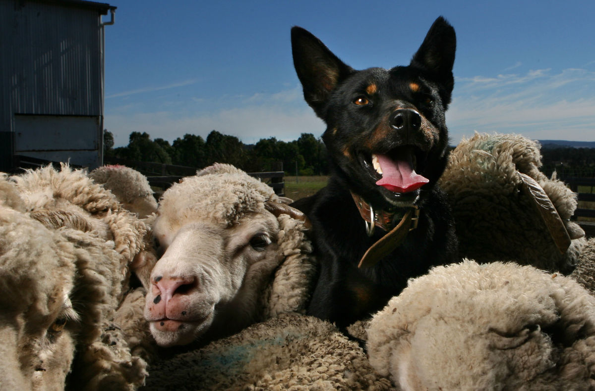 Jack, a two year old kelpie at Colin Sies' Winona kelpie stud near Gulgong, 13 July 2006.