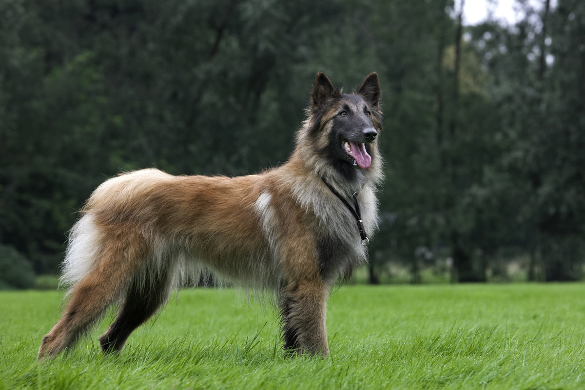 Belgian Shepherd Tervuren / Tervueren (Canis lupus familiaris) dog in garden.
