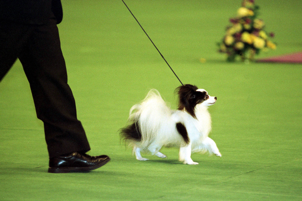 1999 Westminister Kennel club dog Show winner of Best-In-Show Ch. Loteki Supernatural Being or Kirby as he is known struts his stuff in the center ring at Madison Square Garden.
