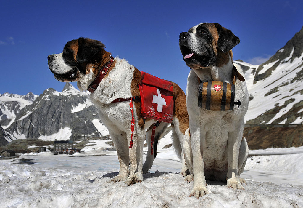 Saint-Bernard-88234909