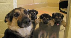 Mascotas Que Cumplen El Rol De Padre Como Cualquiera De Nosotros Lo Haría