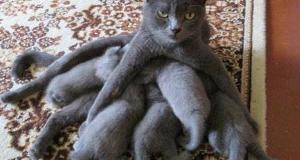Pictures Of Animal Parents That Perfectly Sum Up What We’ve All Felt About Parenting