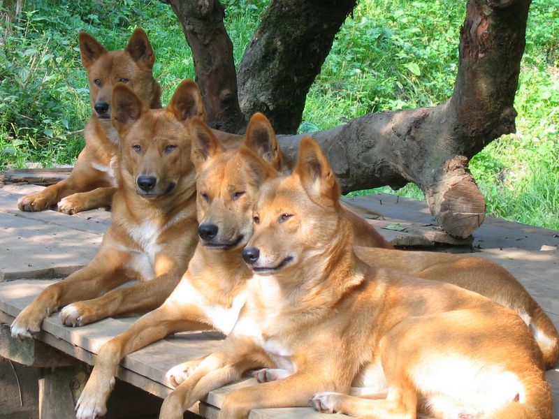 dingos