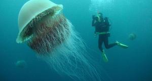 Wild Photos That Show The True Scale Of Things