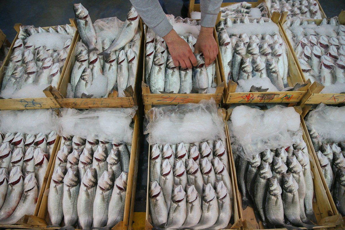 fresh fish