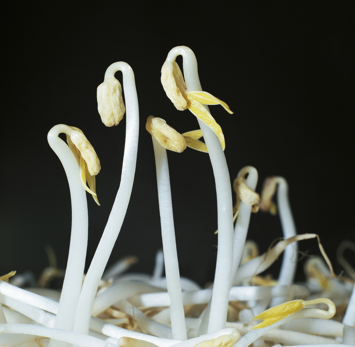 raw sprouts