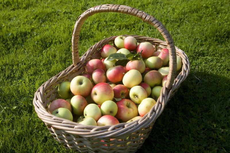 Large wicker basket filled with fresh apples