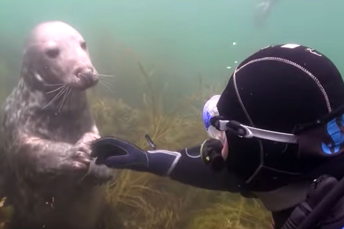 diver seal ad