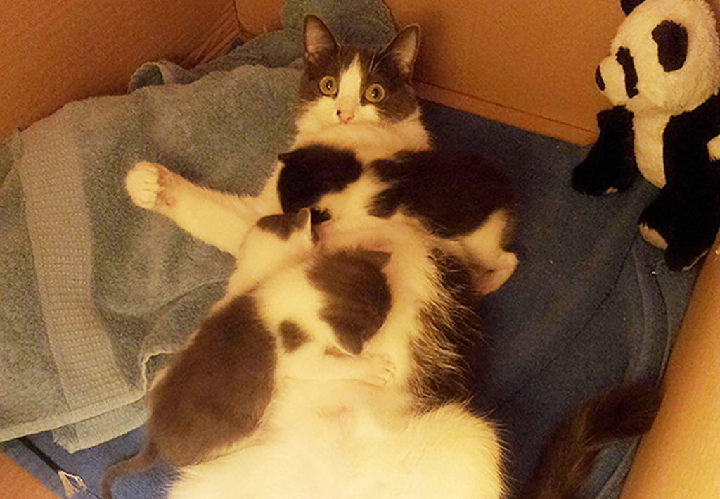 Shocked mother cat 
