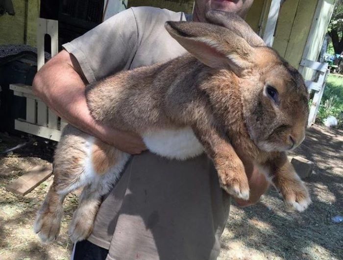 Peter Cottontail has been eating his Wheaties 