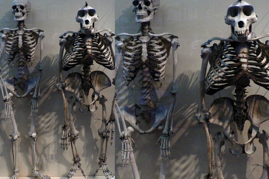 human and gorilla skeletons