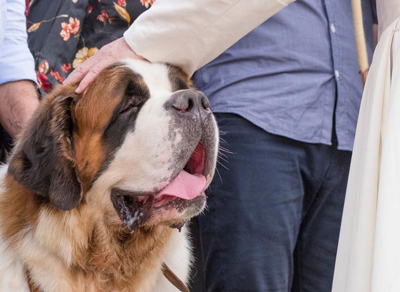 Pope Francis pets a saint bernard.