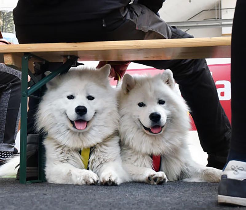 Two samoyeds sit below a bench wear there owner sits.