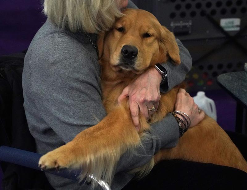 A woman holds her golden retriever.