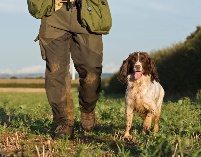 A Welsh springer spaniel trots alongside its owner.