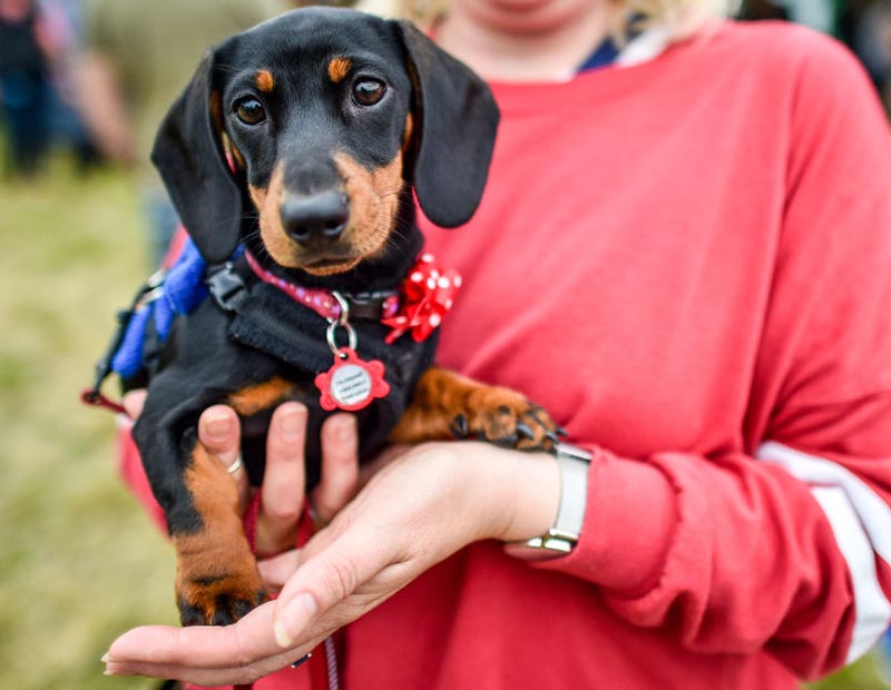 An owner carries her puppy dachshund.