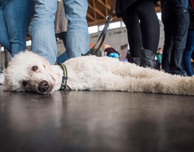 A poodle lays flat on the ground amongst peoples' feet.