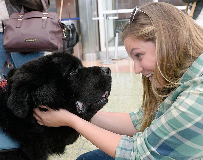 A woman makes eye contact with a newfoundland.