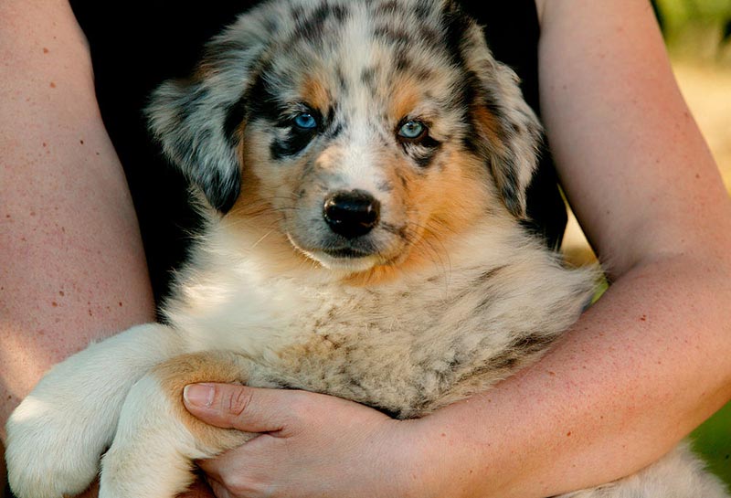 An owner holds their puppy Australian shepherd.