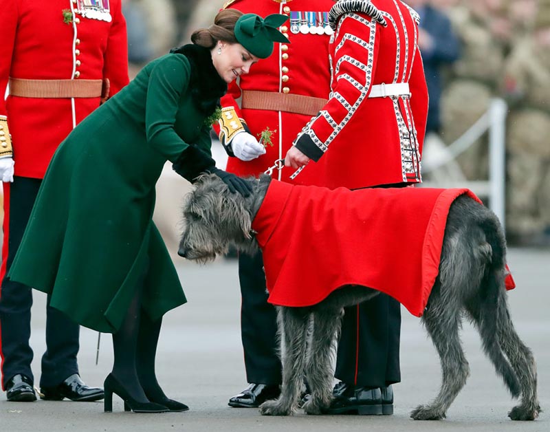 Duchess Catherine bends down to pet an Irish wolfhound.