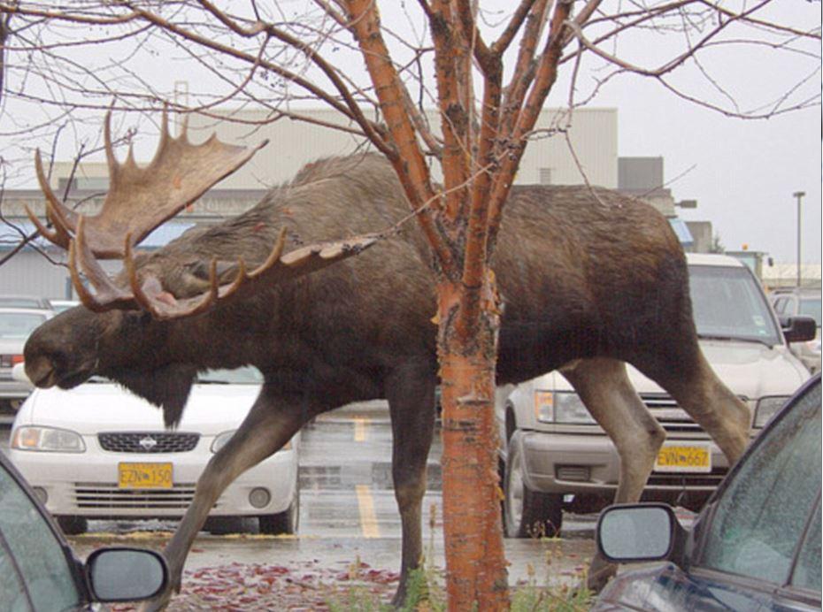 Moose 