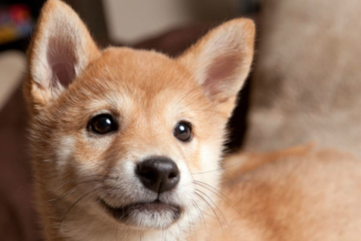 A Shiba Inu looks into the camera