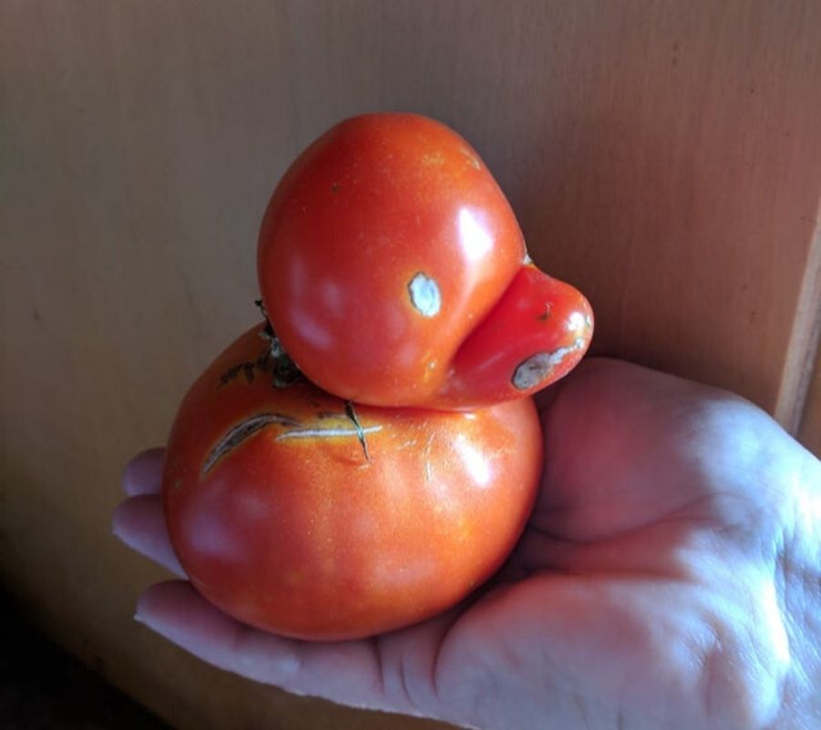 a tomato shaped like a duck