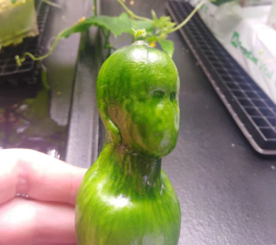 a plant that grew into a face