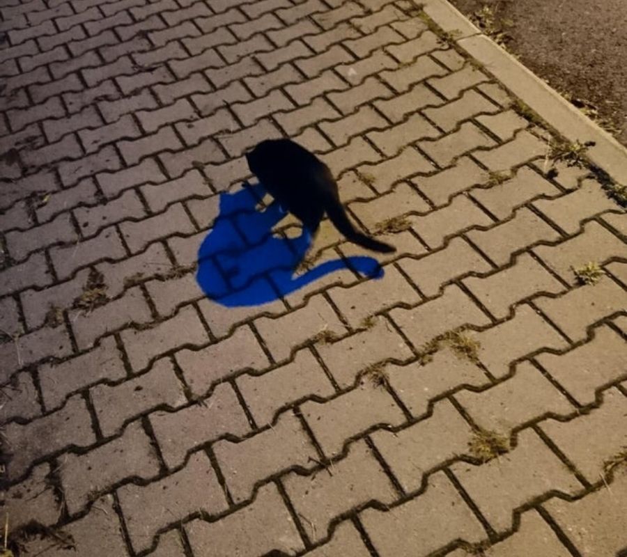 a cat with a blue shadow