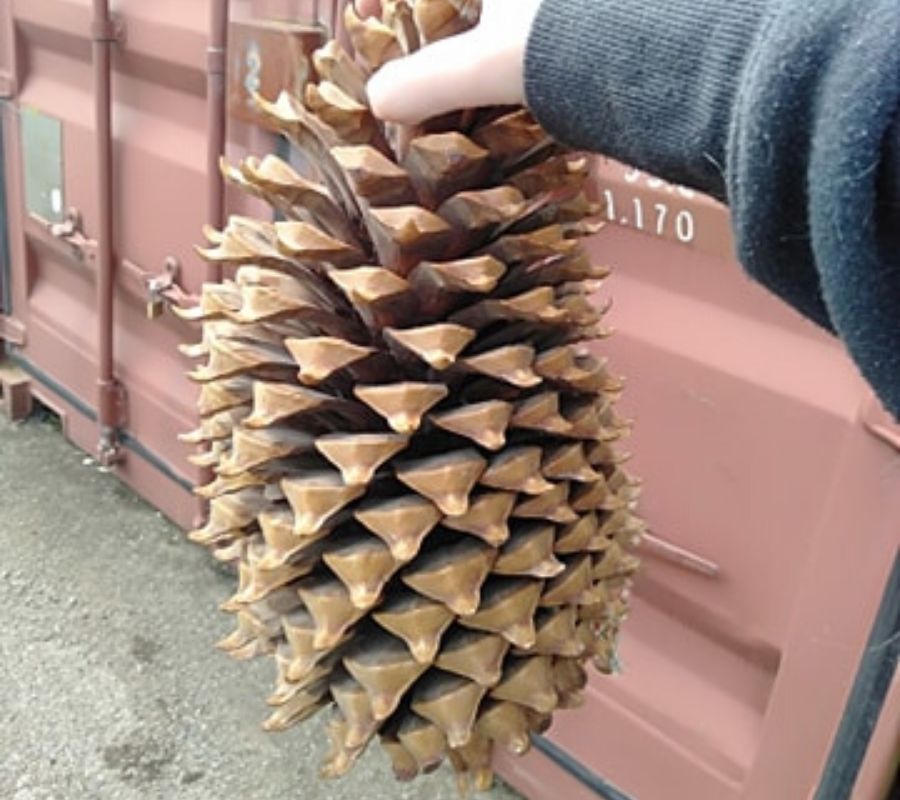 a pinecone as big as a forearm