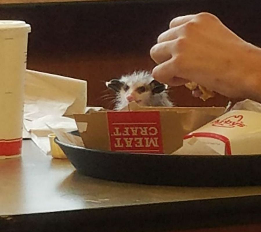 a possum eating a hamburger at an Arby's