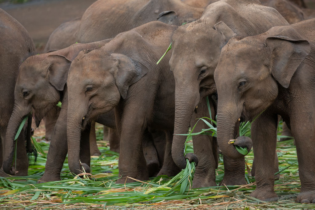 elephants feed on grass 