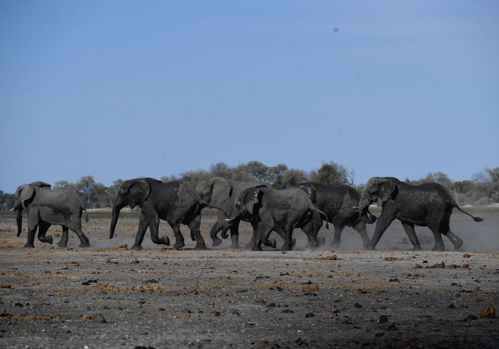 Elephants walking